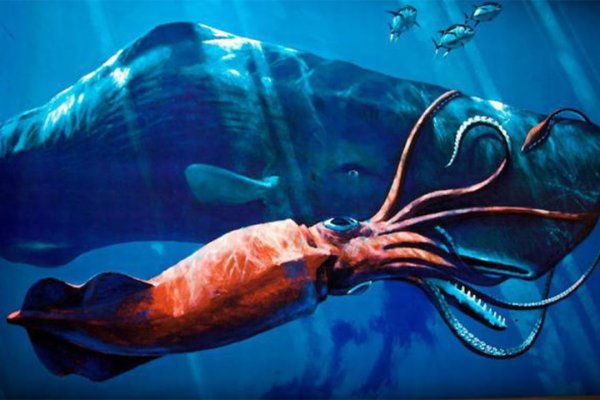 Kraken onion